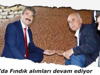 Bafra’da Fındık alımları devam ediyor
