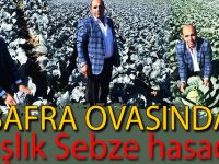 Bafra'da Kışlık Yaş Sebzede  Hasat Zamanı