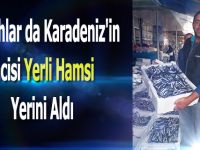 Bafra'da Yerli Hamsi Sevinci