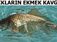 AMBAR KÖYDE BALIKLARIN EKMEK KAVGASI