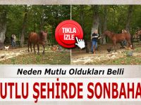 Neden Mutlu Oldukları Belli