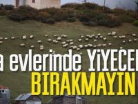 Valilikten Uyarı;"Yayla evlerinde yiyecek bırakmayın"