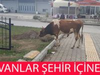 Hayvanlar Şehre İndi