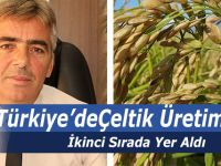 Çeltik Üretiminde Samsun İkinci Sırada Yer Aldı