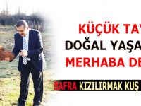 Tedavisi yapılan ‘TAY’ Doğaya Salındı