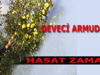 DEVECİ ARMUDUNDA HASAT ZAMANI