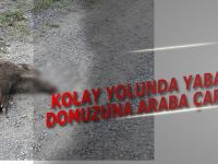 KOLAY YOLUNDA YABAN DOMUZUNA ARABA ÇARPTI
