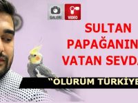 Sultan Papağanının Türkiye Sevdası