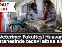 Yaralı Tilki Tedavi Edildi