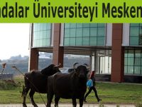 Mandalar Üniversiteyi Mesken Tuttu