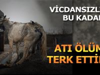 Ölüme Terk Edilen At Kurtarıldı