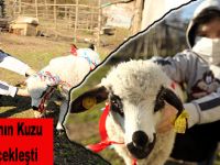 Küçük Arda'nın Kuzu Hayali Gerçekleşti