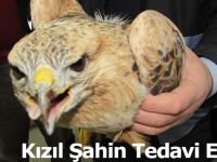 Kızıl Şahin Tedavi Ediliyor