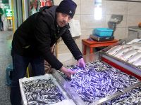 Balıkçılara Hamsi Sürprizi