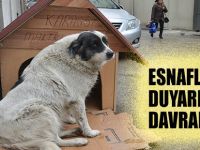 Esnaf'dan Sokak Köpeğine Kulübe