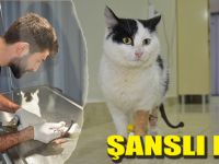 ŞANSLI KEDİ