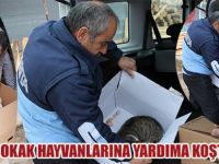 ALAÇAM BELEDİYESİ YARALI SOKAK HAYVANLARINA YARDIMA KOŞTU