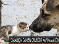 ''Onlar İçin Evinizin Önüne Bir Kap Mama Koyabilirsiniz''