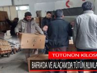 Bafra'da ve Alaçam'da Tütün Alımları Başladı