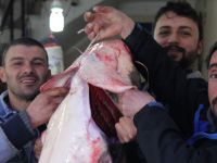 Bafra'da Yayın Balığı Bereketi