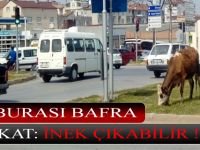 Dikkat: Her An İnek Çıkabilir !!!