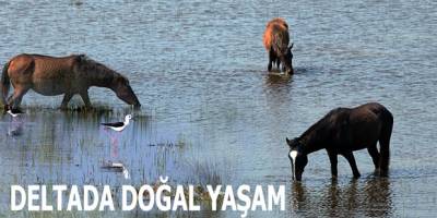 DELTADA DOĞAL YAŞAM