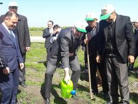 BAFRA'DA ADALET ORMANI