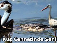 Kuş Cennetinde Şenlik Var