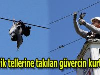 Elektrik Tellerine Takılan Güvercin Kurtarıldı