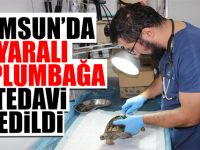 Yaralı kaplumbağa tedavi edildi