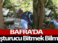 Bafra'da Uyuşturucu Bitmek Bilmiyor.