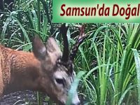 Samsun'da Doğal Yaşam