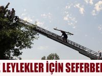 İTFAİYE LEYLEKLER İÇİN SEFERBER OLDU