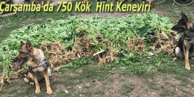 Çarşamba'da 750 Kök Hint Keneviri