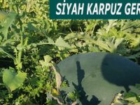 SİYAH KARPUZ GERİ DÖNDÜ