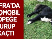 Bafra'da Otomobil Köpeğe Vurup Kaçtı
