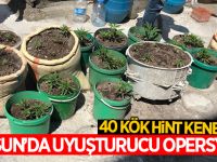 Samsun'da Uyuşturucu Operasyonu