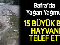 Bafra’da Yağan Yağmur 15 Büyük Baş Hayvanı Telef etti