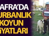 Bafra'da Kurbanlık Koyun Fiyatları