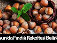 Samsun'da fındık rekoltesi belirlendi
