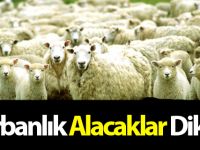 Kurbanlık alacaklara önemli uyarı