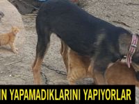 İNSANLARIN YAPAMADIKLARINI YAPIYORLAR