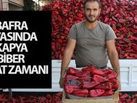 Bafra Ovasında Kapya Salçalık Biber Hasat Zamanı