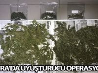 Bafra'da Uyuşturucu Operasyonu