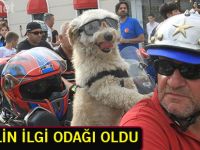 FESTİVALİN İLGİ ODAĞI OLDU