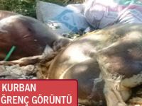 BAFRA’DA KURBAN SONRASI İĞRENÇ GÖRÜNTÜ