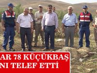 KURTLAR 78 KÜÇÜKBAŞ HAYVANI TELEF ETTİ