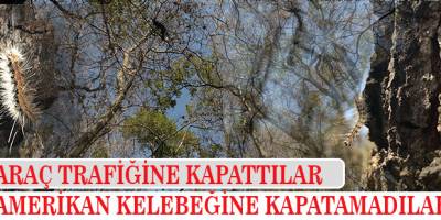 Kuş Cennetini Trafiğe Kapatan UNESCO Kelebeğe Çare Bulamadı