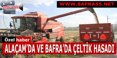 ALAÇAM’DA VE BAFRA’DA ÇELTİK HASADI
