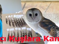 Yırtıcı Kuşlara Kanat
